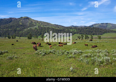 Amerikanische Bison Bison Bison Herde Weiden in den Lamar Valley Yellowstone Nationalpark Wyoming USA Juni 2015 Stockfoto