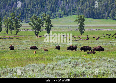 Amerikanische Bison Bison Bison Herde Weiden in den Lamar Valley Yellowstone Nationalpark Wyoming USA Juni 2015 Stockfoto