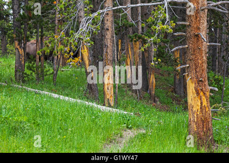 Amerikanische Bison Bison Bison männlich unter Pinien de bellte sie Dunraven Pass Yellowstone Nationalpark Wyoming USA Stockfoto