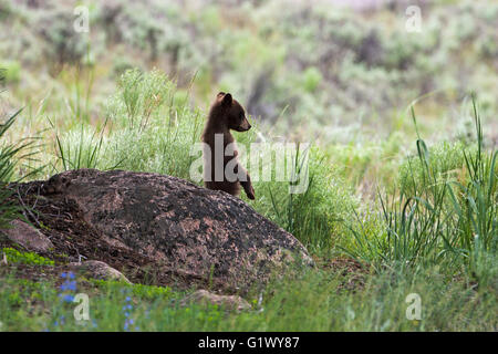 Amerikanischer Schwarzbär Ursus Americanus Cub stehen auf Hinterbeinen neben einem Felsen im Grünland Lamar Valley Yellowstone Nationalpark Stockfoto