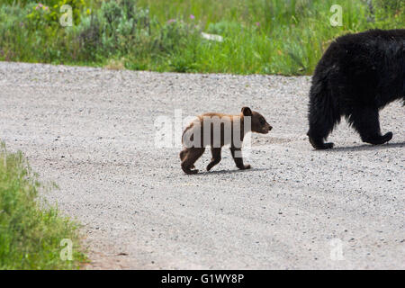 Amerikanischer Schwarzbär Ursus Americanus Jungtier nach Mutter über Parkplatz Zufahrtsstraße Lamar Valley Yellowstone Nationalpark W Stockfoto