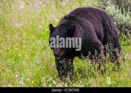 Amerikanischer Schwarzbär Ursus Americanus auf grasbewachsenen Hügel in der Nähe von Tower Junction The Grand Loop Road Yellowstone National Park Wyomin Stockfoto