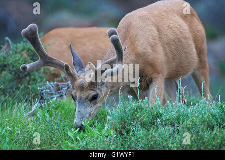 Maultierhirsche Odocoileus Hemionus Bock in samt Fütterung während Regenschauer Rocky Mountain National Park Colorado USA Juni 2015 Stockfoto