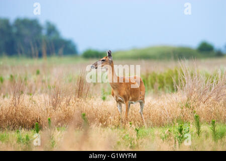 Weiß - angebundene Rotwild Odocoileus Virginianus auf Grünland Cheyenne Bottoms Wildlife Area Kansas USA Juli 2015 Stockfoto