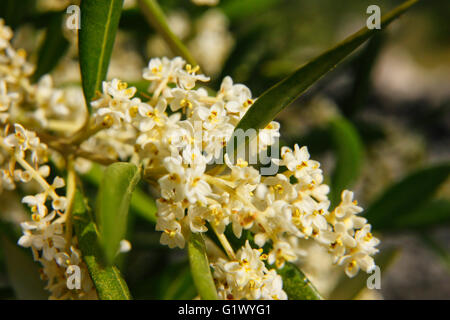 Blühende Oliven Baum Stockfoto