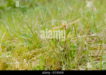 Traubeneiche, Quercus Petraea Sämling wächst in Heide, Grünland, Wales, UK Stockfoto