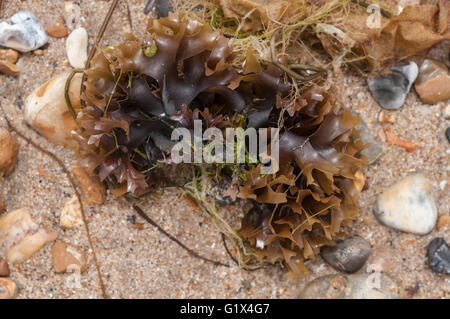 Die Braunalgen, bekannt als Carrageen oder Irisch Moos Stockfoto