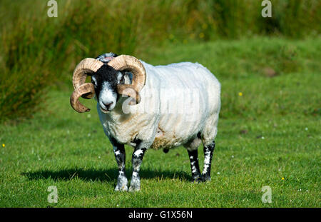 Scottish Blackface Schafe, Ram, Isle of Skye, innere Hebriden, Schottland, Vereinigtes Königreich Stockfoto