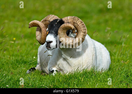 Scottish Blackface Schafe, Ram, Isle of Skye, innere Hebriden, Schottland, Vereinigtes Königreich Stockfoto