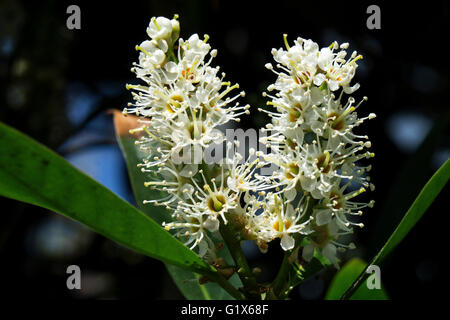 Blumen der Kirschlorbeer (Prunus Laurocerasus), auch gemeinsame Lorbeer, Baden-Württemberg, Deutschland Stockfoto