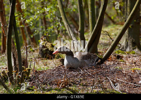 Brütende Graugans in ihr Nest (Anser Anser), Schleswig-Holstein, Deutschland Stockfoto