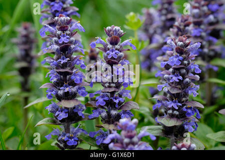 Teppich-Signalhorn (Ajuga Reptans), Bayern, Deutschland Stockfoto