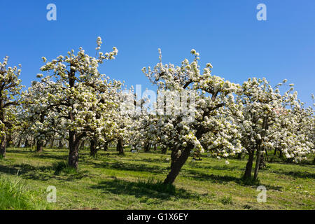 Blühende Birnenbäume, Obstgarten, Selmnau in Wasserburg am Bodensee, Allgäu, Schwaben, Bayern, Deutschland Stockfoto