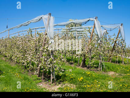 Blühende Apfelbäume, Obstgarten, Selmnau am Bodensee, Allgäu, Schwaben, Bayern, Deutschland Stockfoto