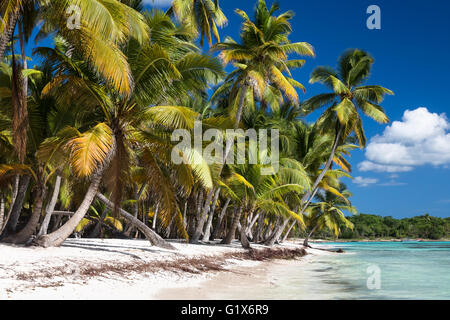 Karibik Sandstrand mit Kokospalmen. Isla Saona, der Provinz La Romana, Dominikanische Republik. Stockfoto