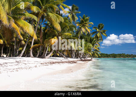 Karibik Sandstrand mit Kokospalmen. Isla Saona, der Provinz La Romana, Dominikanische Republik. Stockfoto