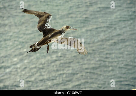 Nördlichen Basstölpel (Morus Bassanus) junge Vogel im Flug, Helgoland, Schleswig-Holstein, Deutschland Stockfoto