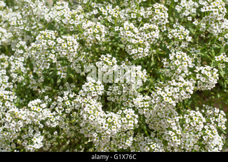 Kleine weiße Lobularia Maritima-Blumen Stockfoto