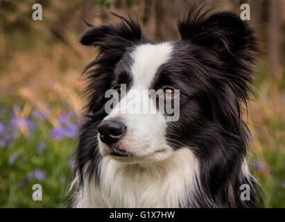 Ein junge weibliche Border Collie aufgenommen im Lake District mit dem Hintergrund der Glockenblumen Stockfoto
