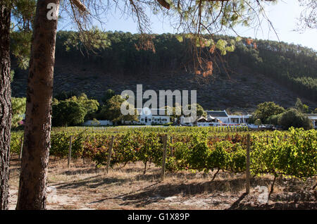 FRANSCHHOEK WESTERN CAPE Südafrika die wackelige Brücke Wein Weingut in Franschhoek Valley Western Cape Südafrika Stockfoto