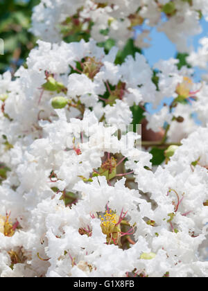 Blume des weißen Lagerstroemia indica(Crape myrtle) Stockfoto