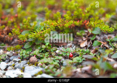 Busch von Preiselbeeren Nahaufnahme in Chukotka, Russland Stockfoto