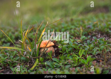 Orange-Cap Steinpilzen hautnah in Moos auf Tundra, Tschukotka Stockfoto