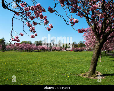 Kirschblüte auf die streunenden im Frühjahr bei Harrogate North Yorkshire England Stockfoto