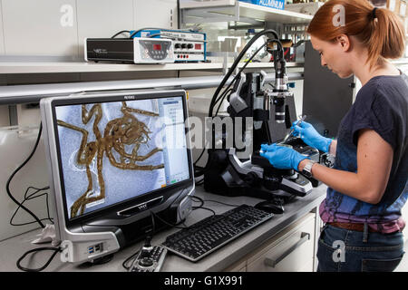 Forscher untersuchen die Seespinnen unter die Lupe genommen. Stockfoto