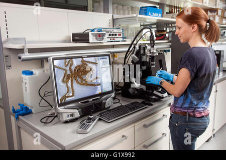 Forscher untersuchen die Seespinnen unter die Lupe genommen. Stockfoto