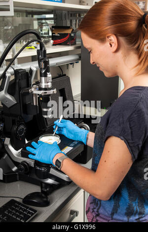 Forscher untersuchen die Seespinnen unter die Lupe genommen. Stockfoto