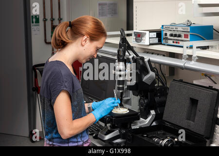 Forscher untersuchen die Seespinnen unter die Lupe genommen. Stockfoto