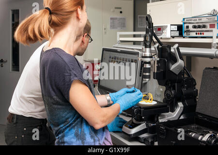 Forscher untersuchen die Seespinnen unter die Lupe genommen. Stockfoto