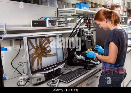 Forscher untersuchen die Seespinnen unter die Lupe genommen. Stockfoto