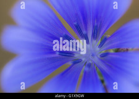 Detail einer Blume des gemeinsamen Chicorée (Cichorium Intybus). Stockfoto