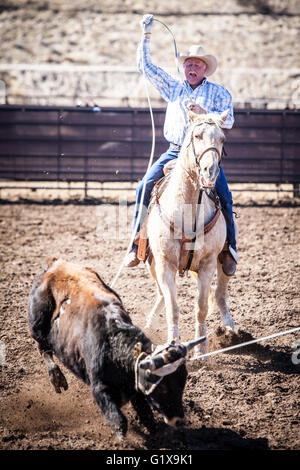 Wickenburg, USA - 5. Februar 2013: Fahrer konkurrieren in einem Team roping Wettbewerb in Wickenburg, Arizona, USA Stockfoto