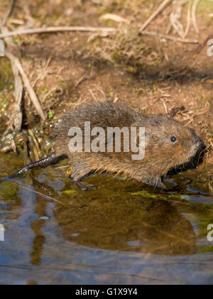 Junge europäische Schermaus, eine semi-aquatische Nager. Stockfoto