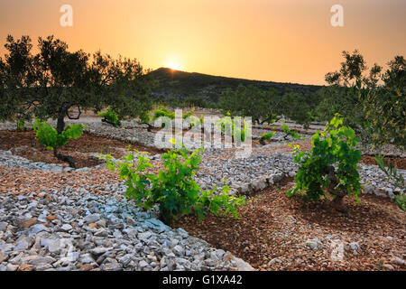 Weinberg bei Sonnenuntergang in Dalmatien, Kroatien. Stockfoto