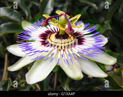 Passiflora Caerulea Blüte Nahaufnahme Stockfoto