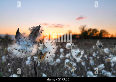 Samen Blumen auf einer Wiese bei Sonnenuntergang fliegen Stockfoto