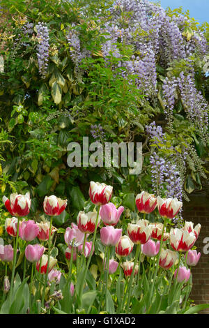 Wisteria Floribunda wächst um Garten Gartenhaus mit Tulpen im container Stockfoto