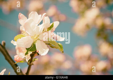 Weiß-rosa Apfelblüten im Frühling Obstgarten mit einem wärmenden filter Stockfoto
