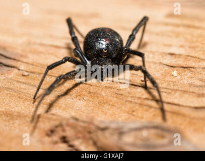 Schwarze Witwe Spinne im Freien auf einem Stück Holz, Vorderansicht Stockfoto