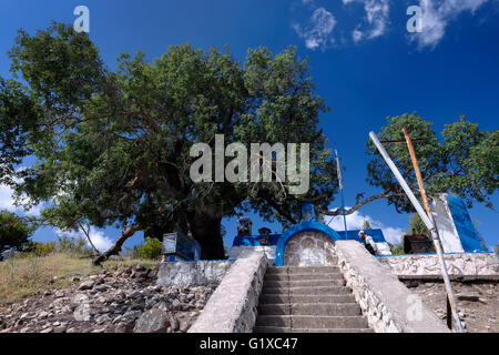 Atlantische Pistazie (Pistacia Atlantica) Baum über dem Grab des Rabbi Tarfon oder Tarphon der dritten Generation der Mischna weisen angehörte (70 CE) und ist eine jüdische Pilgerstätte in Kadita, Upper Galilee, Israel Stockfoto