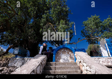 Atlantische Pistazie (Pistacia Atlantica) Baum über dem Grab des Rabbi Tarfon oder Tarphon der dritten Generation der Mischna weisen angehörte (70 CE) und ist eine jüdische Pilgerstätte in Kadita, Upper Galilee, Israel Stockfoto