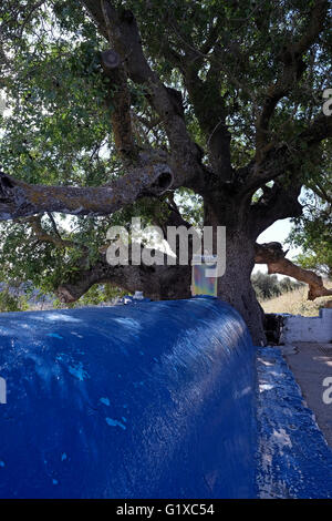 Atlantische Pistazie (Pistacia Atlantica) Baum über dem Grab des Rabbi Tarfon oder Tarphon der dritten Generation der Mischna weisen angehörte (70 CE) und ist eine jüdische Pilgerstätte in Kadita, Upper Galilee, Israel Stockfoto