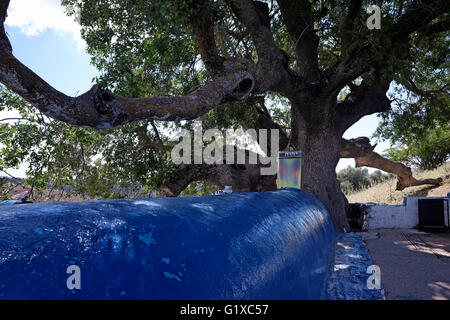 Atlantische Pistazie (Pistacia Atlantica) Baum über dem Grab des Rabbi Tarfon oder Tarphon der dritten Generation der Mischna weisen angehörte (70 CE) und ist eine jüdische Pilgerstätte in Kadita, Upper Galilee, Israel Stockfoto