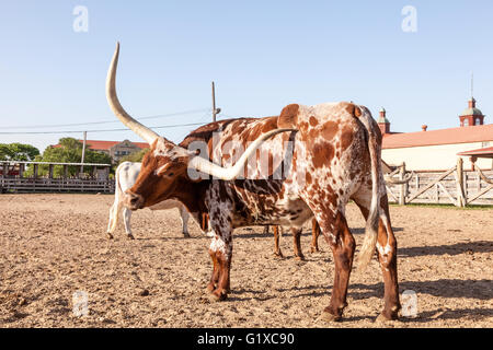 Young Texas Longhorn Steer mit weißen und braunen Abzeichen Stockfoto