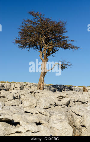 Kalkstein Pflastersteine auf Skalen Moor über Ingleton in West Yorkshire. Stockfoto