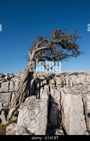 Kalkstein Pflastersteine auf Skalen Moor über Ingleton in West Yorkshire. Stockfoto